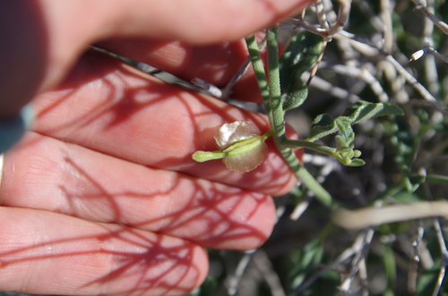 Image of Acleisanthes parvifolia by (c) Eric Knight, some rights reserved (CC BY)