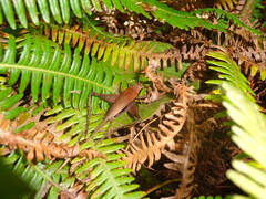 Eneoptera surinamensis