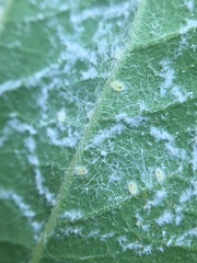 Aleurodicus rugioperculatus