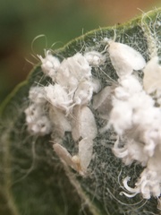 Aleurodicus rugioperculatus