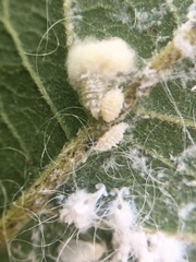 Aleurodicus rugioperculatus