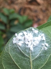 Aleurodicus rugioperculatus