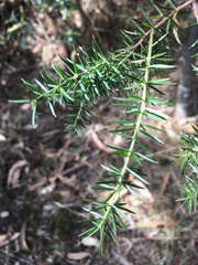 Acacia verticillata verticillata