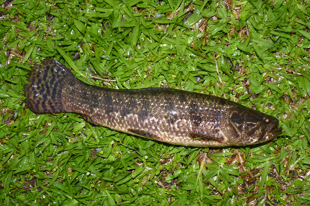 Snakeskin Wolffish