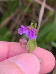 Scutellaria parvula