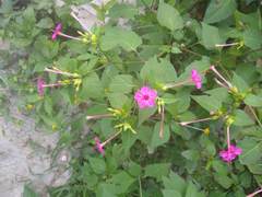 Mirabilis jalapa