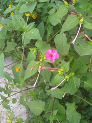 Mirabilis jalapa