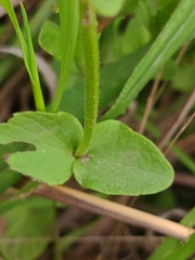 Scutellaria parvula