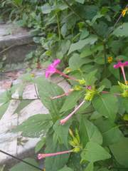 Mirabilis jalapa