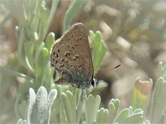 Satyrium behrii
