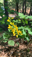 Thermopsis gracilis
