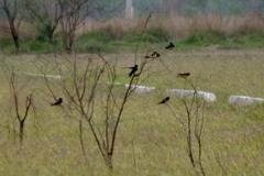Hirundo rustica