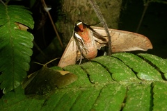 Sphacelodes vulneraria