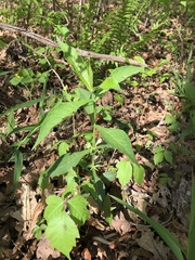Triosteum angustifolium