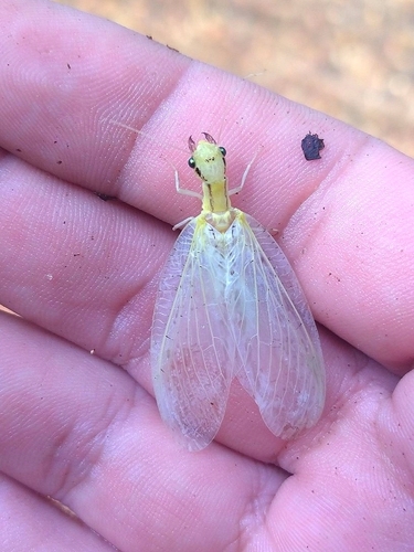 Chloronia pennyi