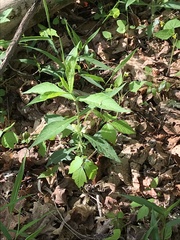 Triosteum angustifolium