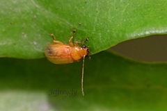 Sinoluperus subcostatus