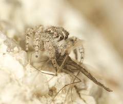 Habronattus hirsutus