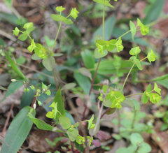 Euphorbia ouachitana