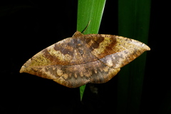 Oxydia bilinea