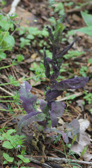 Streptanthus squamiformis