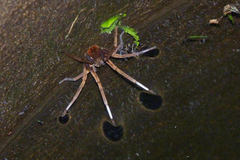 Ancylometes concolor
