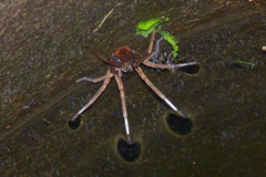 Ancylometes concolor