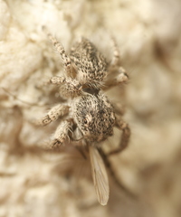 Habronattus hirsutus
