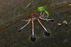 Ancylometes concolor