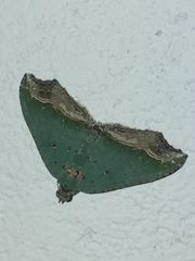 Oligopleura malachitaria