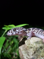 Coleonyx mitratus