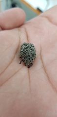Gymnetis litigiosa