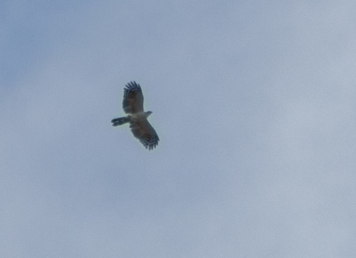 White-collared Kite (Leptodon forbesi), photo 7