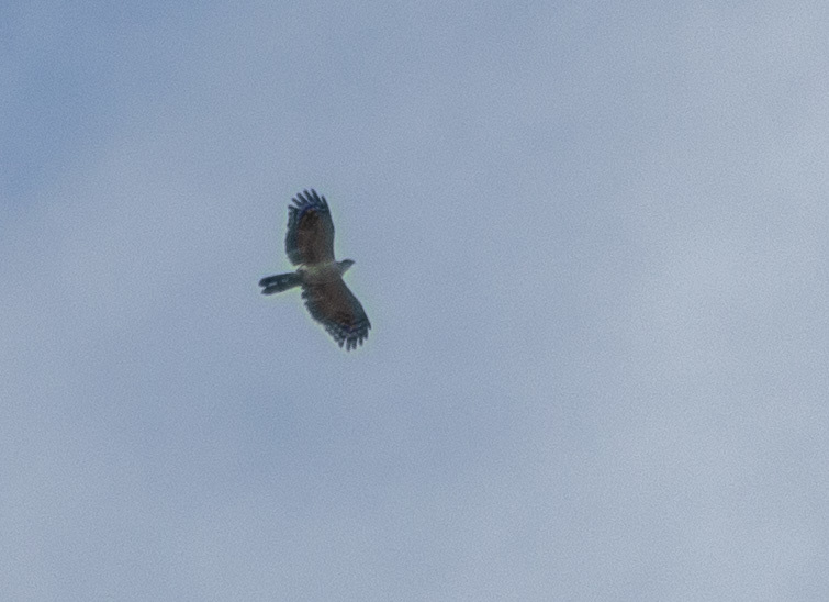 White-collared Kite (Leptodon forbesi), photo 5