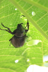 Xylotrupes gideon gideon