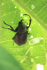 Xylotrupes gideon gideon