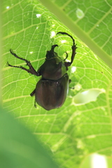 Xylotrupes gideon gideon