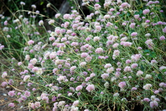 Gomphrena pulchella