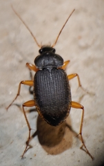 Chlaenius impunctifrons