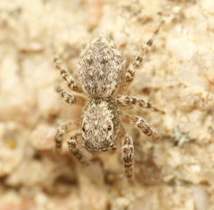 Mexigonus arizonensis