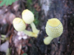 Leucocoprinus birnbaumii image