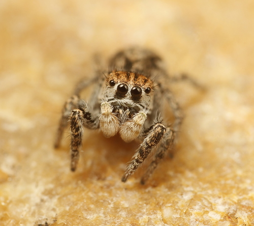 Habronattus venatoris
