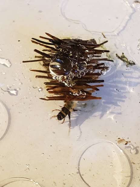Limnephilus extractus