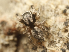 Habronattus hirsutus