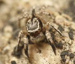 Habronattus hirsutus