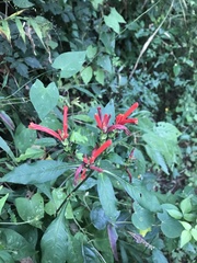 Aphelandra longiflora