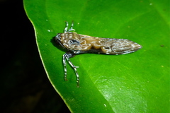 Hyaleucerea gigantea