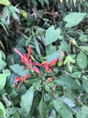 Aphelandra longiflora