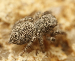 Habronattus hirsutus
