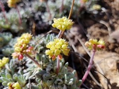 Eriogonum caespitosum
